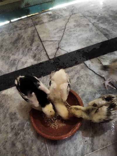 Aseel Shamo Cross Breed Thai cross Healthy and Active