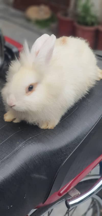 Lion Head bunnies and white angora.