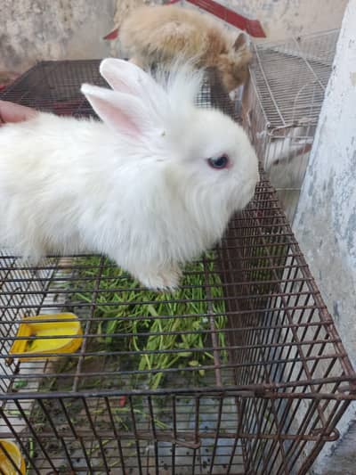 Lion Head , White angora breeders and bunnies