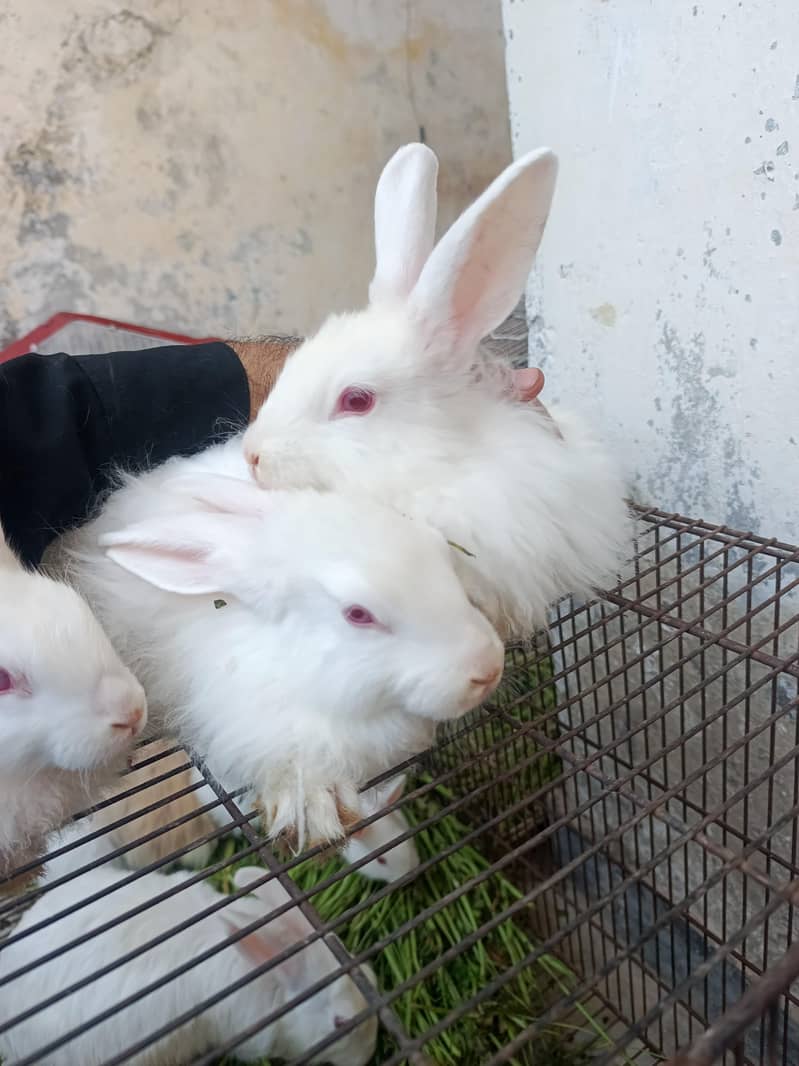 Lion Head , White angora breeders and bunnies - Rabbits - 1112619777