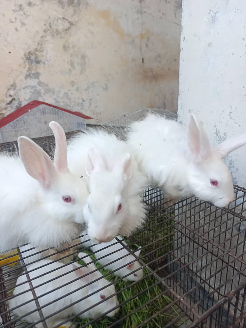 Lion Head , White angora breeders and bunnies - Rabbits - 1112619777