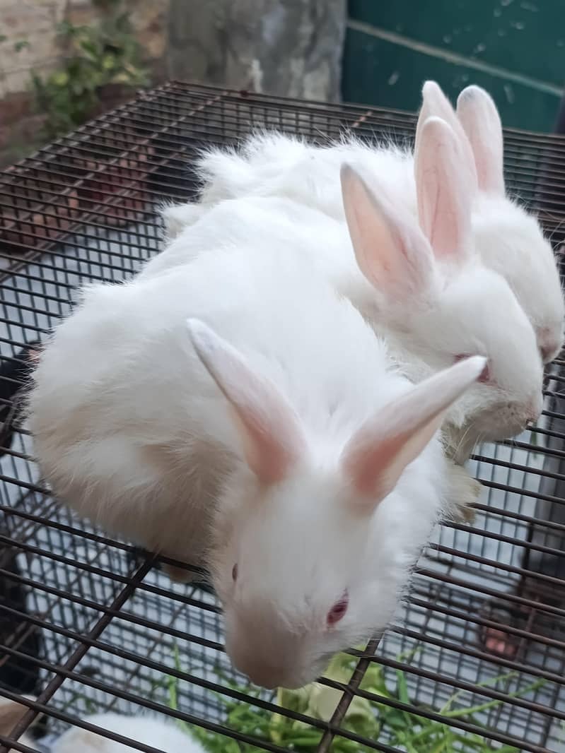 Lion Head , White angora breeders and bunnies - Rabbits - 1112619777