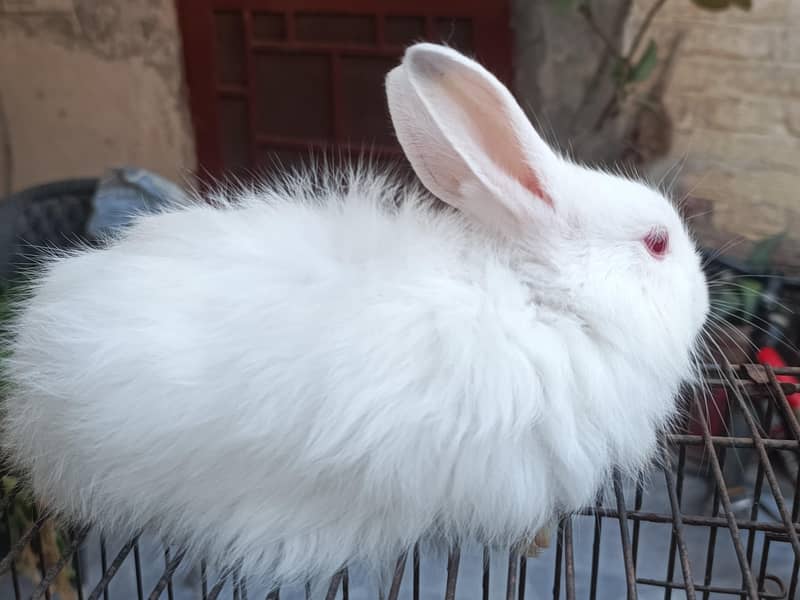 Lion Head , White angora breeders and bunnies - Rabbits - 1112619777