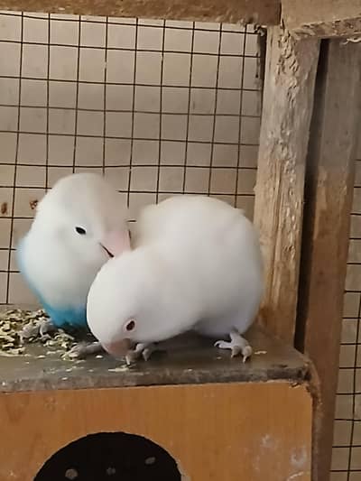 albino/ craemino/ green euwing opline/  parblue  love birds