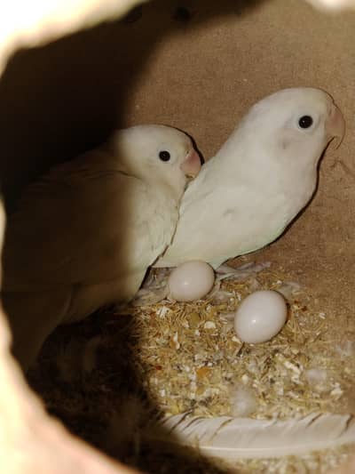 White Albino Lovebirds