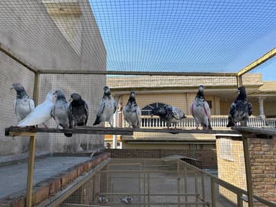 Female pigeons