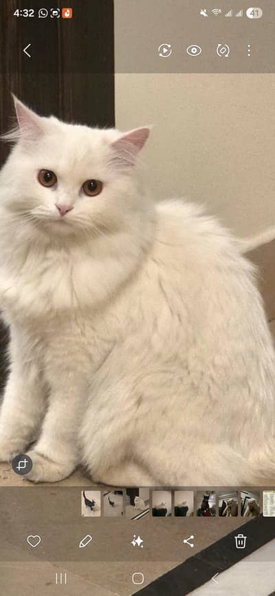 8 months old male cat