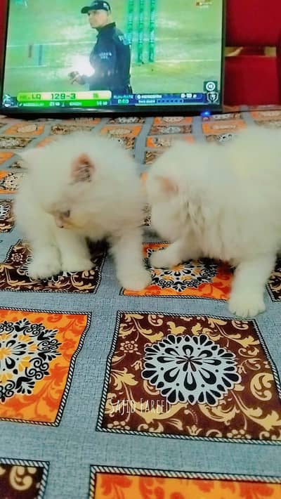Persian kitten pairs