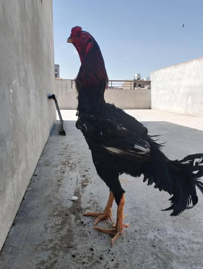 King Shamo breeder male in good height