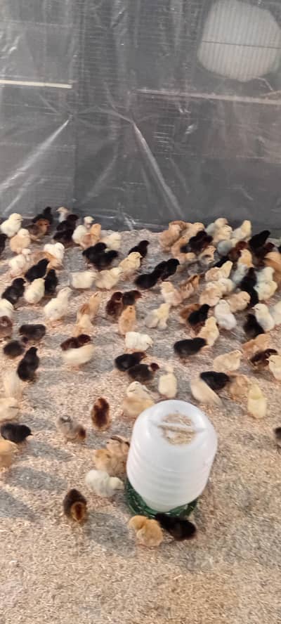 golden misri chicks available ha or only call kra