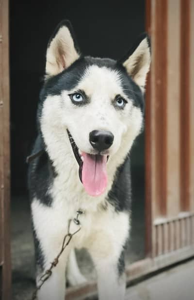 siberian male husky for stud service