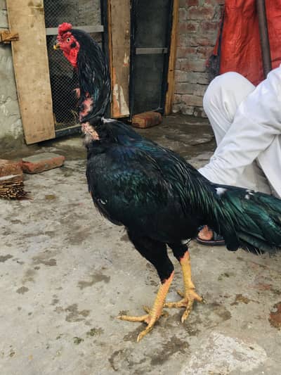 All setup for sale Burmi , mianwali, or chiks for sale