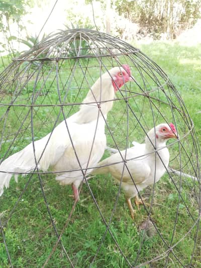 pure paper white pair h. gadla nahi h. jis bhai nay lana h. rabta kr lay