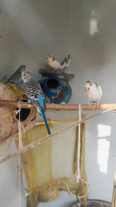 sale sale Australian Parrot