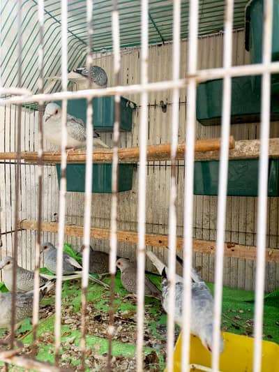 Diamond Dove Breader Pairs 5