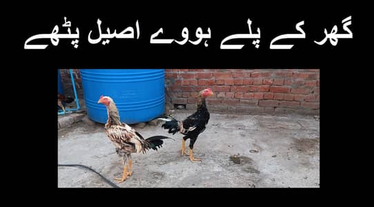 Aseel Pathay Pathiya