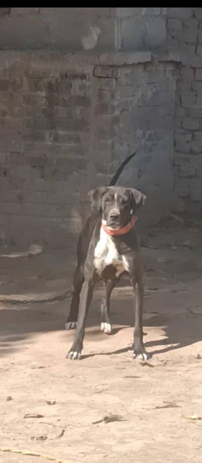 bully | female | for sale