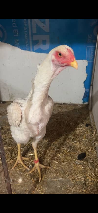 Paper white shamoo aseel