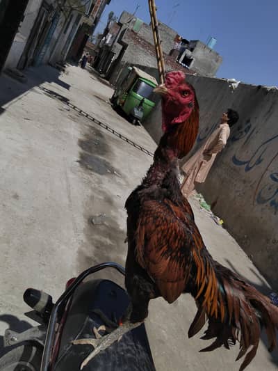 puer burmi male for sale 03204662945 no fight only Whatsapp nbr