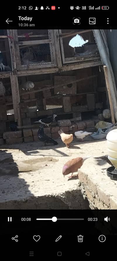 Roshan chrig bhora mukhiya