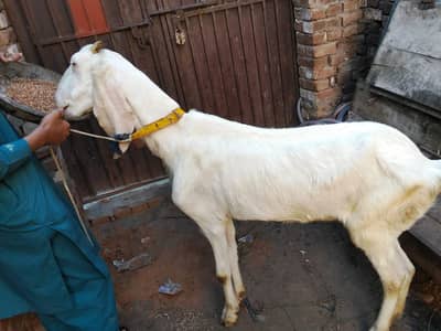 بکری دنبہ چترا فور سیل برائے فروخت