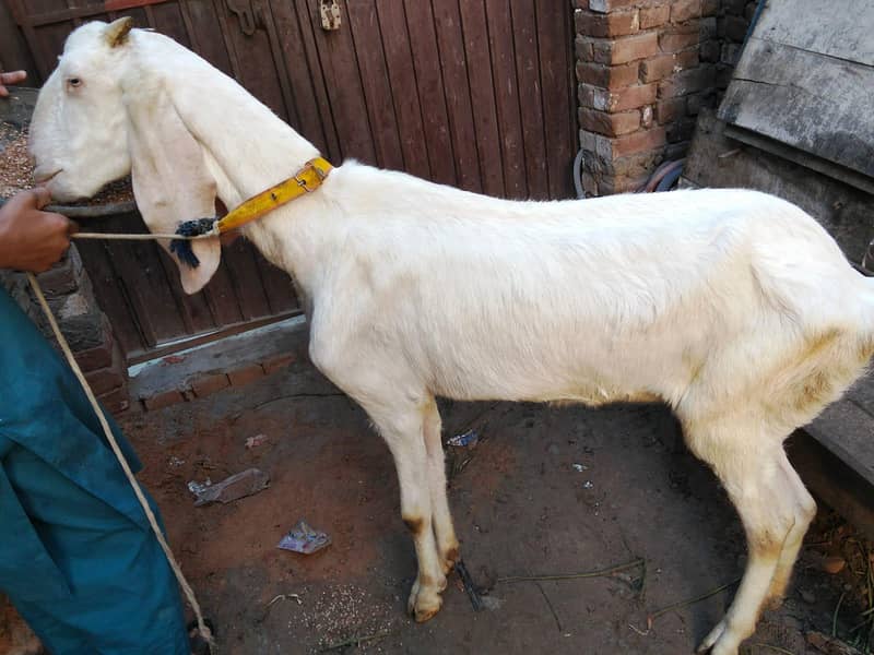 بکری دنبہ چترا فور سیل برائے فروخت 1