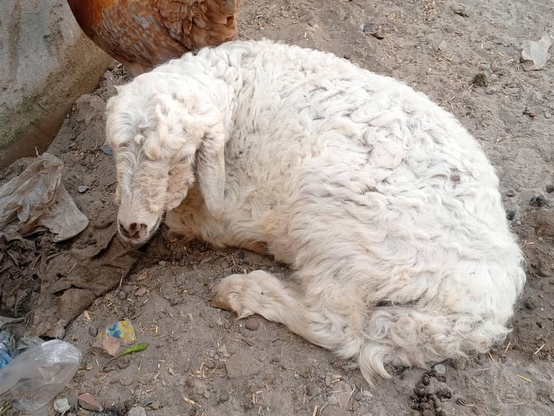 بکری دنبہ چترا فور سیل برائے فروخت 2