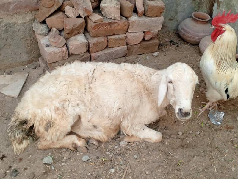 بکری دنبہ چترا فور سیل برائے فروخت 3