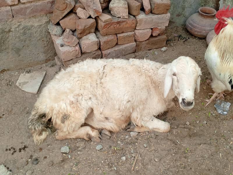 بکری دنبہ چترا فور سیل برائے فروخت 4