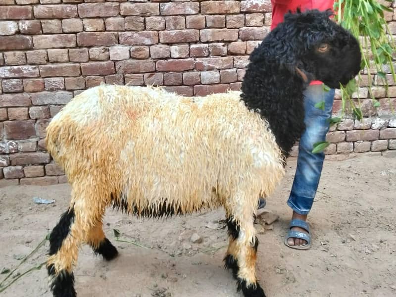 بکری دنبہ چترا فور سیل برائے فروخت 5