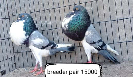 fancy pigeon | kabutar| Jacobin|  frillback saddle | amarican fantail|
