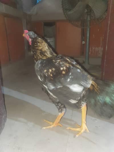 Aseel and Desi hens for sale.
