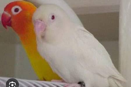 love bird breeder pair creemino to albino redi tame