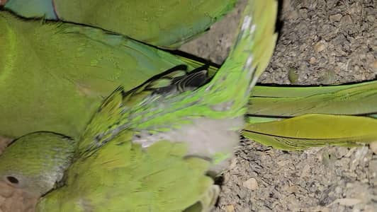 Home Breed Ringnack Full Covered Chick