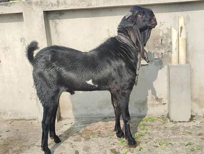 خوبصورت امرتسری بریڈڑ