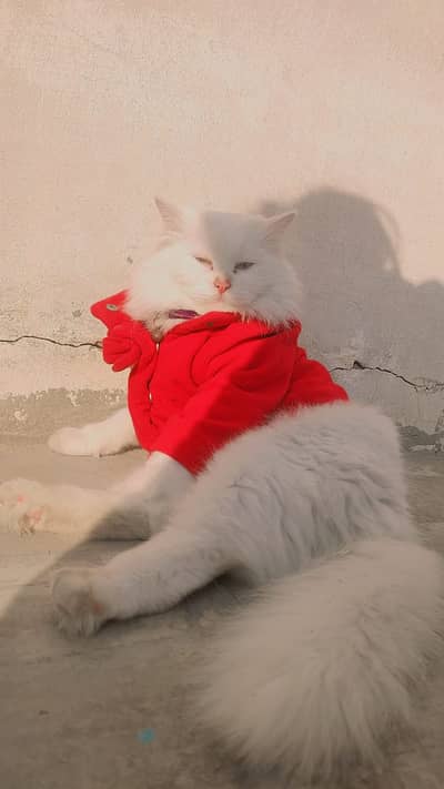 persian cat Cute cat female for sale demand 17k