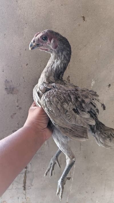 ice blue dragon patha