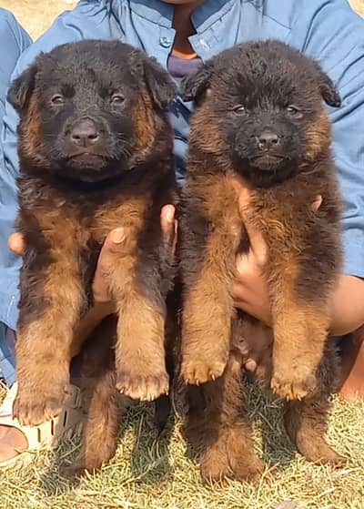 German Shepherd long coat two month for sale