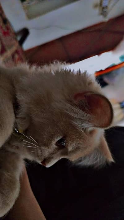 Persian Cat Tripple / Double Coated / Cat For Sale