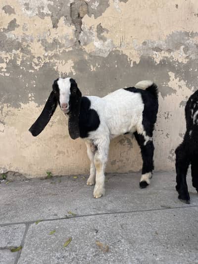 Bakra for sale