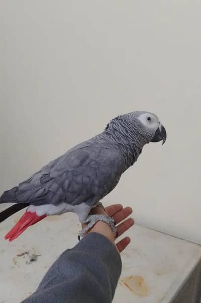 African gray female available