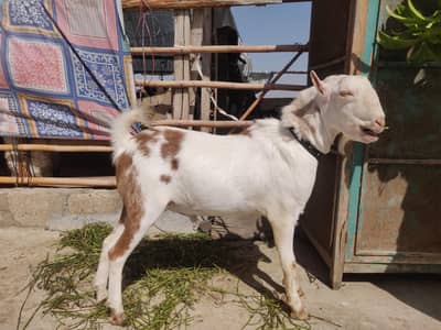 Taddy Bakra 03188111838