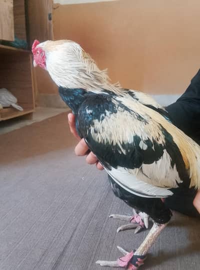 13 months aseel jawa