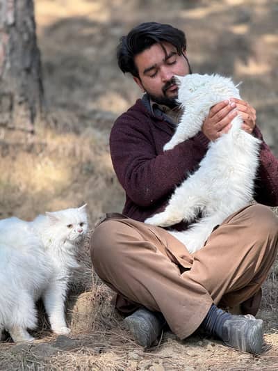 Two Persian Cats For Sale