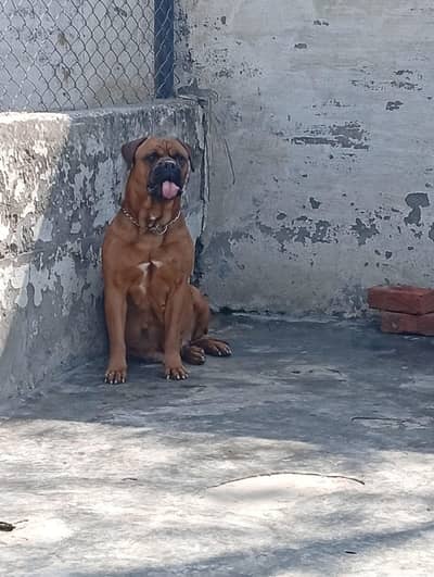 Bull mastiff breeder pair available for farm house's