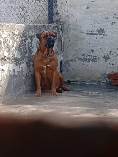 Bull mastiff breeder pair available for farm house's
