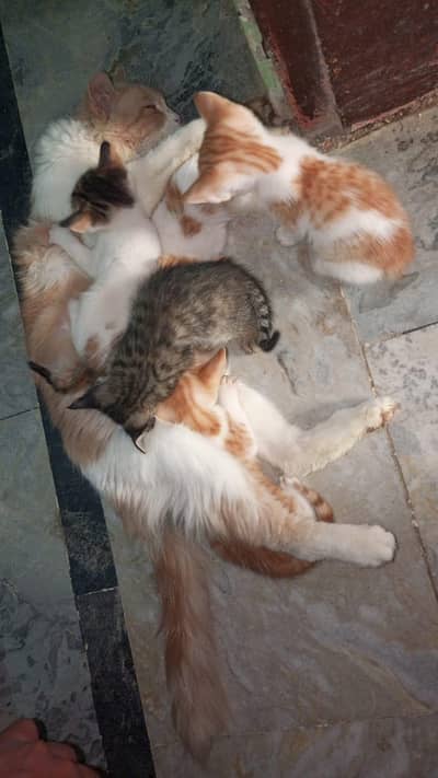 female persian cat hai or 5 bache hai sath me