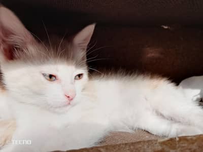 Persian male kitten available for sale