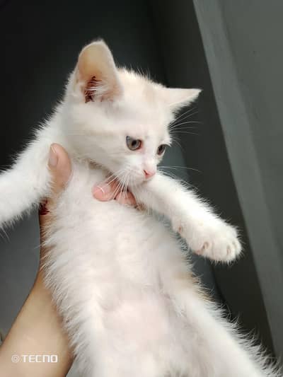 Persian male kitten available for sale