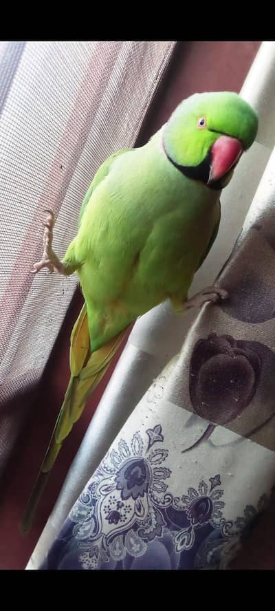 Handtame green parrot